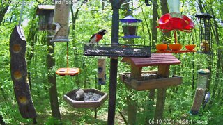 Scarlet tanager visits PA Bird Feeder 2! 5/19/2021