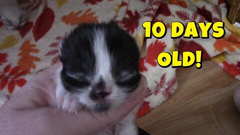 Misha's Kittens Are 10 Days Old! 😻