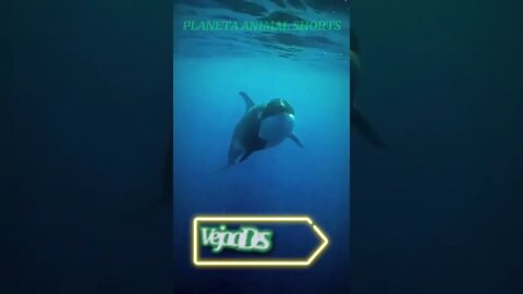 ORCA NADANDO NOS OCEANOS #shorts #planetaanimalshorts #animals