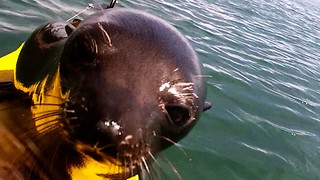Friendly Seal Jumps On Kayak To Welcome Tourists To The Island