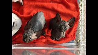 Sphynx Kittens TailPurr Swift, Hiss Jenner, Peter Pawker, Al Pawcino & Neil Catrick Hairless