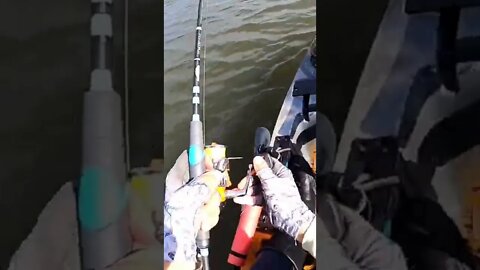 Sniping Redfish in Tampa Bay Mangroves #shorts #fishing #florida