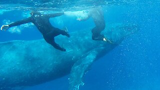 Swimmers scramble to move when humpback whale pod bears down on them