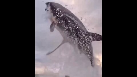 Whale jump 😯 intresting movment