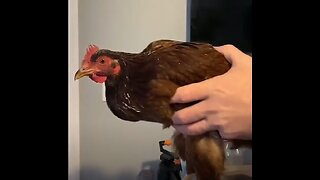 Chicken More Stable Then Your Mental Health