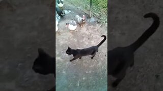 Black Cat is in the Duck pen and the Ducks are following him