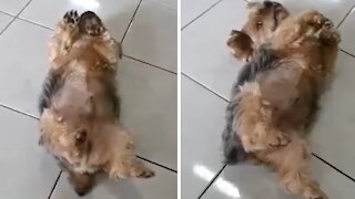 Sleepy Puppy Has The Best Napping Position