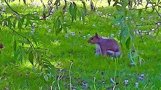 IECV NV #682 - 👀 Grey Squirrels Playing In The Backyard🐿️🐿️ 7-12-2018