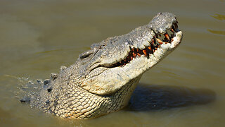 Crocodile