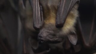 Idaho bats positive for fungus causing 'white-nose syndrome' for first time