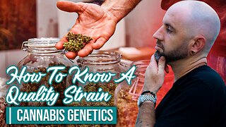 How To Know A Quality Strain | Cannabis Genetics