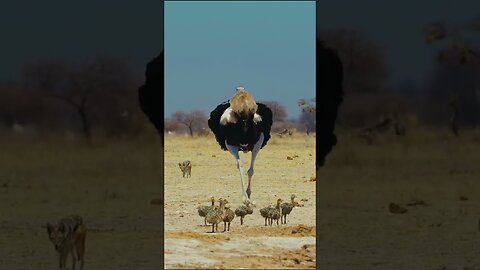 Ostriches protect their cubs
