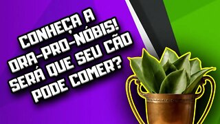 Cachorro pode comer ora-pro-nóbis? | Dr. Edgard Gomes | Alimentação natural para Cães