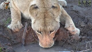 Daughters Of The Mapogo Lions - Rebuilding The Othawa Pride - 92: Early Morning Interactions