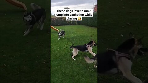 Dogs Smash Into Each Other For Fun