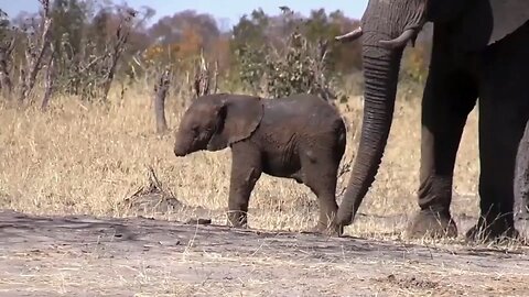 Baby Elephant Without A Trunk Spotted In African Wild