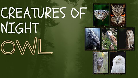 Majestic Owls: A Close Encounter with Nature's Night time Predators