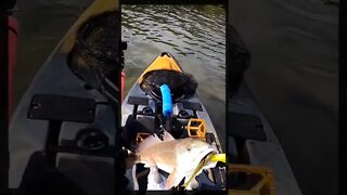 SLOT Redfish From Kayak! #shorts #fishing #shortsvideo
