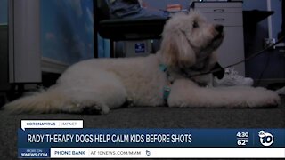 Rady Children's therapy dogs bringing comfort