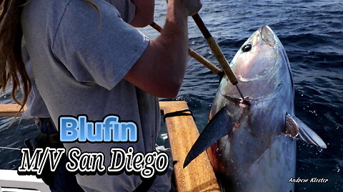 (56) 05/03/2019 - Bluefin Tuna caught aboard the M/V San Diego out of Seaforth Sportfishing