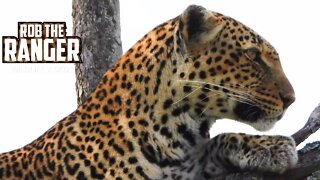 Beautiful Leopard Climbs A Tree | Maasai Mara Safari | Zebra Plains