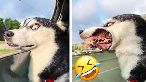 best funniest animal videos 2023 😂 funniest cats and dogs 😹🐶