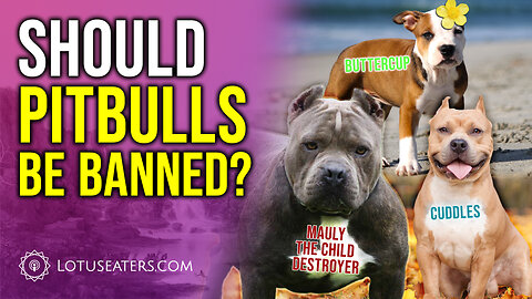 The Pitbull Debate