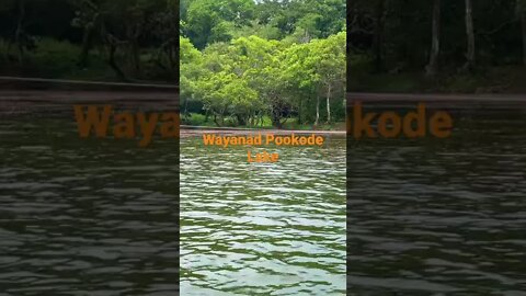 Wayanad Pookode Lake #shorts #lake #reels