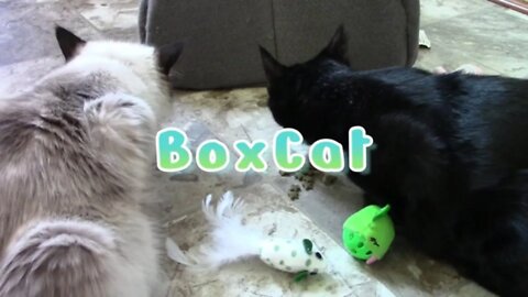 BoxCat Cat Box July 2022 😻
