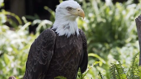 Close Up of an American Bald Eagle