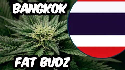 Hunting For Fat Buds In Bangkok Thailand