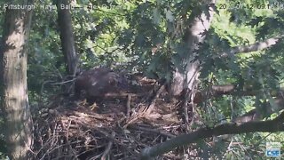 Hays Eagles H12 on the nest 2020 07 12 913am