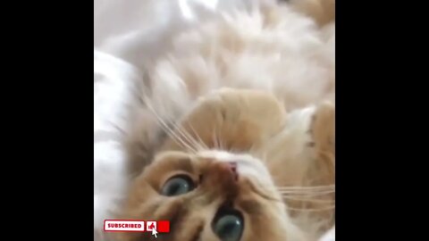 cute cat videos 😹 funny videos 😂1765