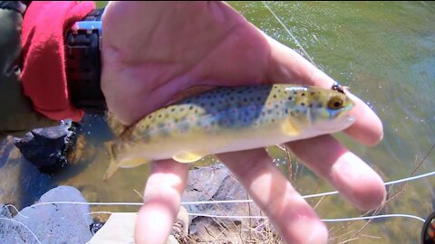 I See Color - Fly Fishing New Mexico on the Rio Grande, MAR 2021