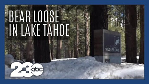 Search for escaped bear in Lake Tahoe