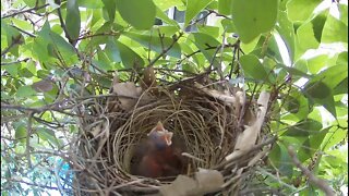 Life of a Cardinal nest...