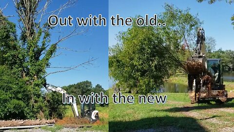 Transplanting a willow tree with bobcat e42 mini excavator