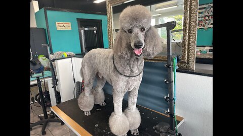 A Day of a Dog Groomer | Dog Grooming | Corvallis, Oregon