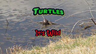 TURTLES