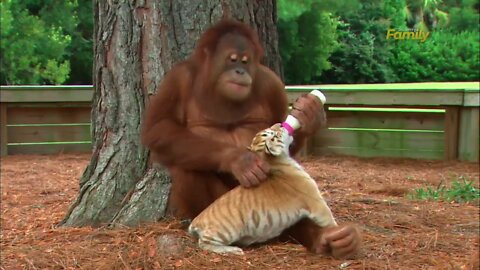 Orangutan Babysits Tiger Cubs