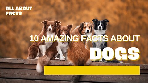 10 Amazing Facts About Dogs