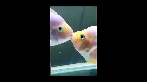 #kissing_parrot_fish_more_commonly_🐠🐠🐟🐟