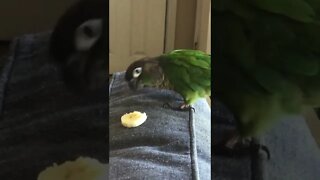 My bird eating a banana