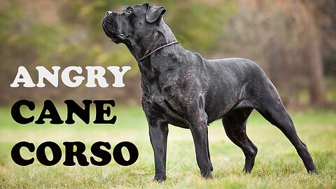 Cane Corso dog barking