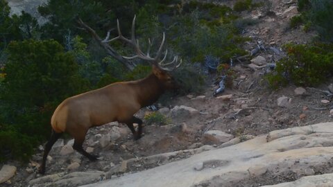 -GIANT BULL ELK-on Trail Camera