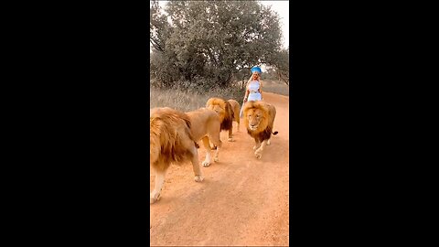 Woman walking with 3 Lions