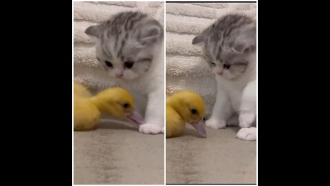 Adorable and tough 1 month old kitten and a cute duckling