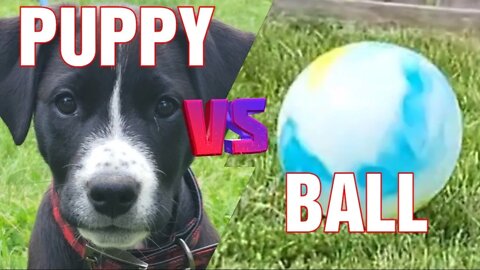 Puppy VS Ball Who Wins ? #youtube #dog #dogs