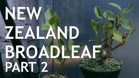 New Zealand Broad Leaf (Cutting vs Air Layer) Part 2