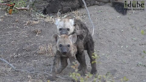 The Other Hyena Den #3 | African Safari Sighting